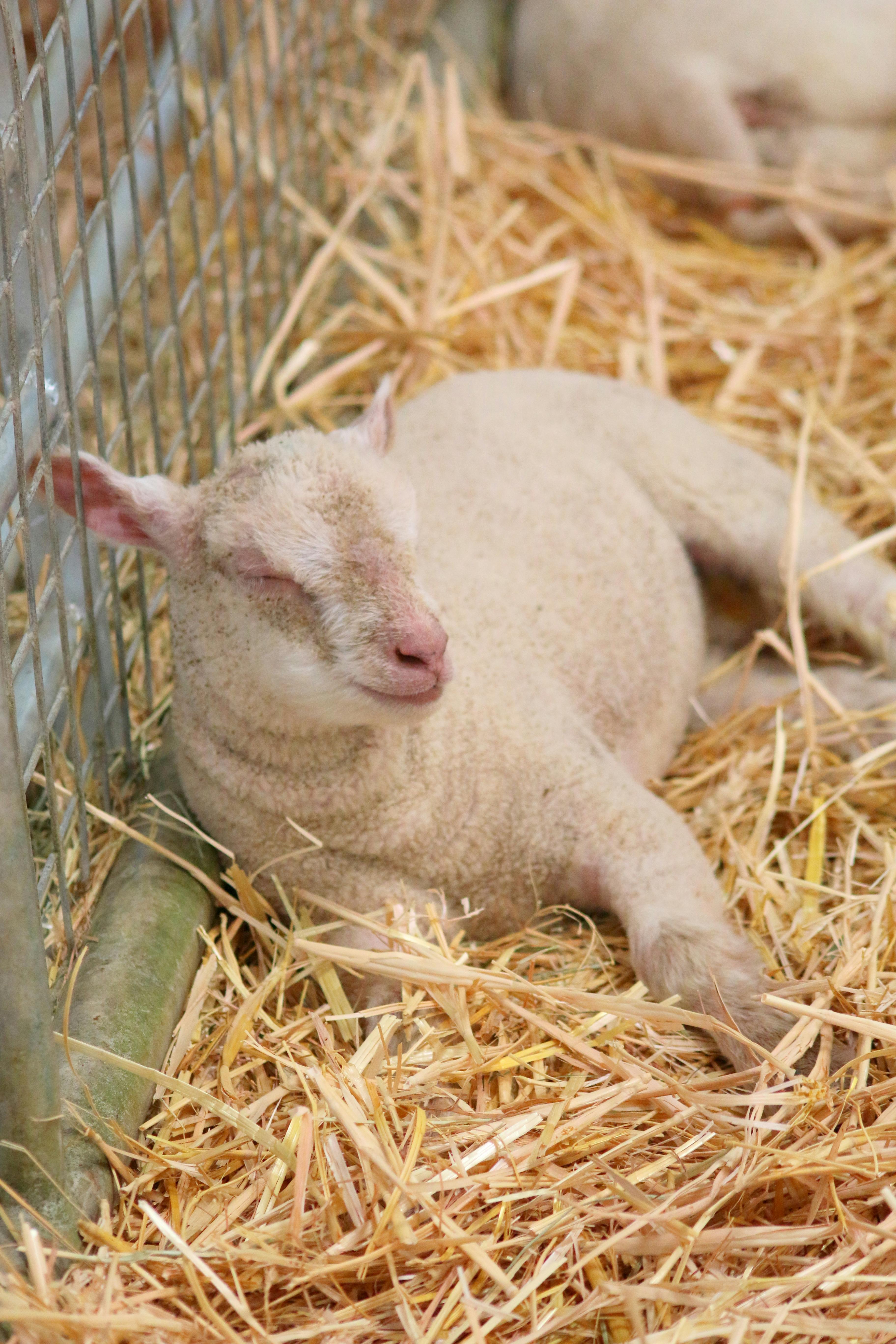 Free stock photo of animal farming, baby lamb, lamb