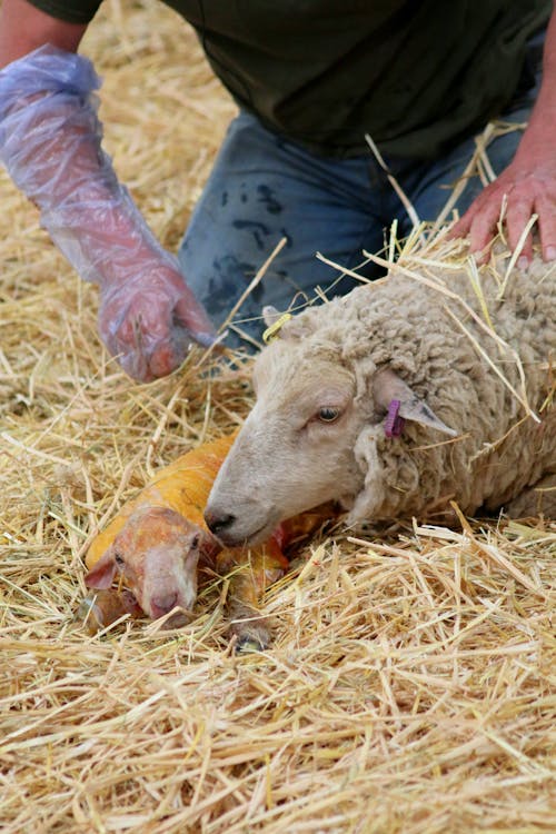 Imagine de stoc gratuită din activități agricole, agricultură, copil miel