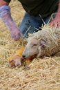 Adult and Young Sheeps