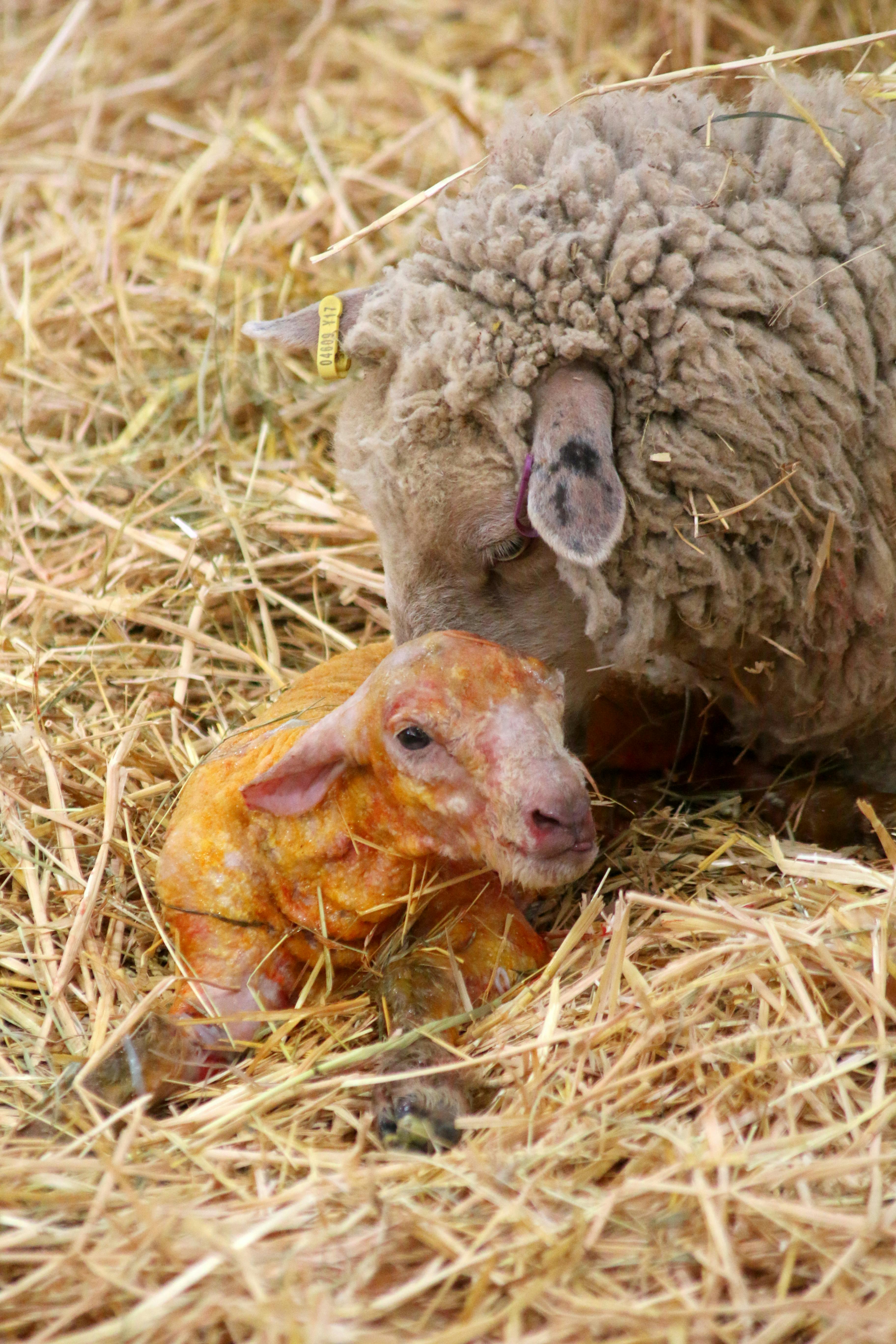 Free stock photo of baby lamb, lamb, new born sheep