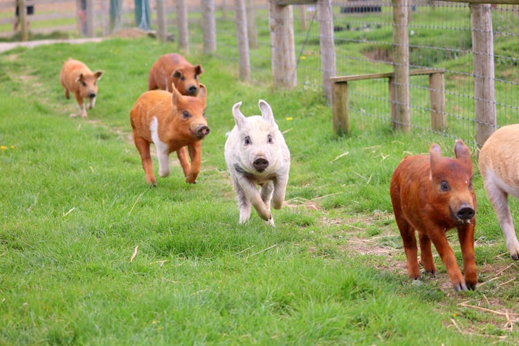 Pigs Running On Green Grass Near A Fence