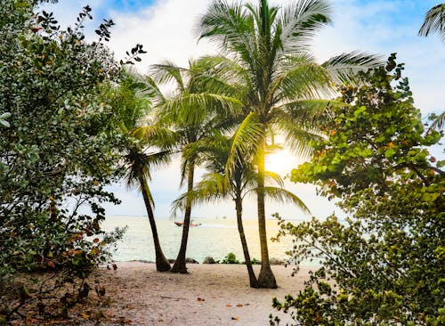 Coconut Trees