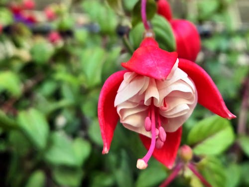 Fuchsia  flower