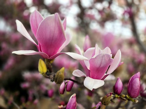 Magnolias  flower