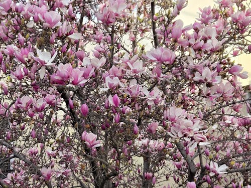 Magnolia Tree