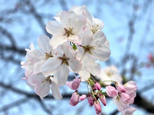 blossoms 