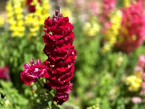 snapdragon 