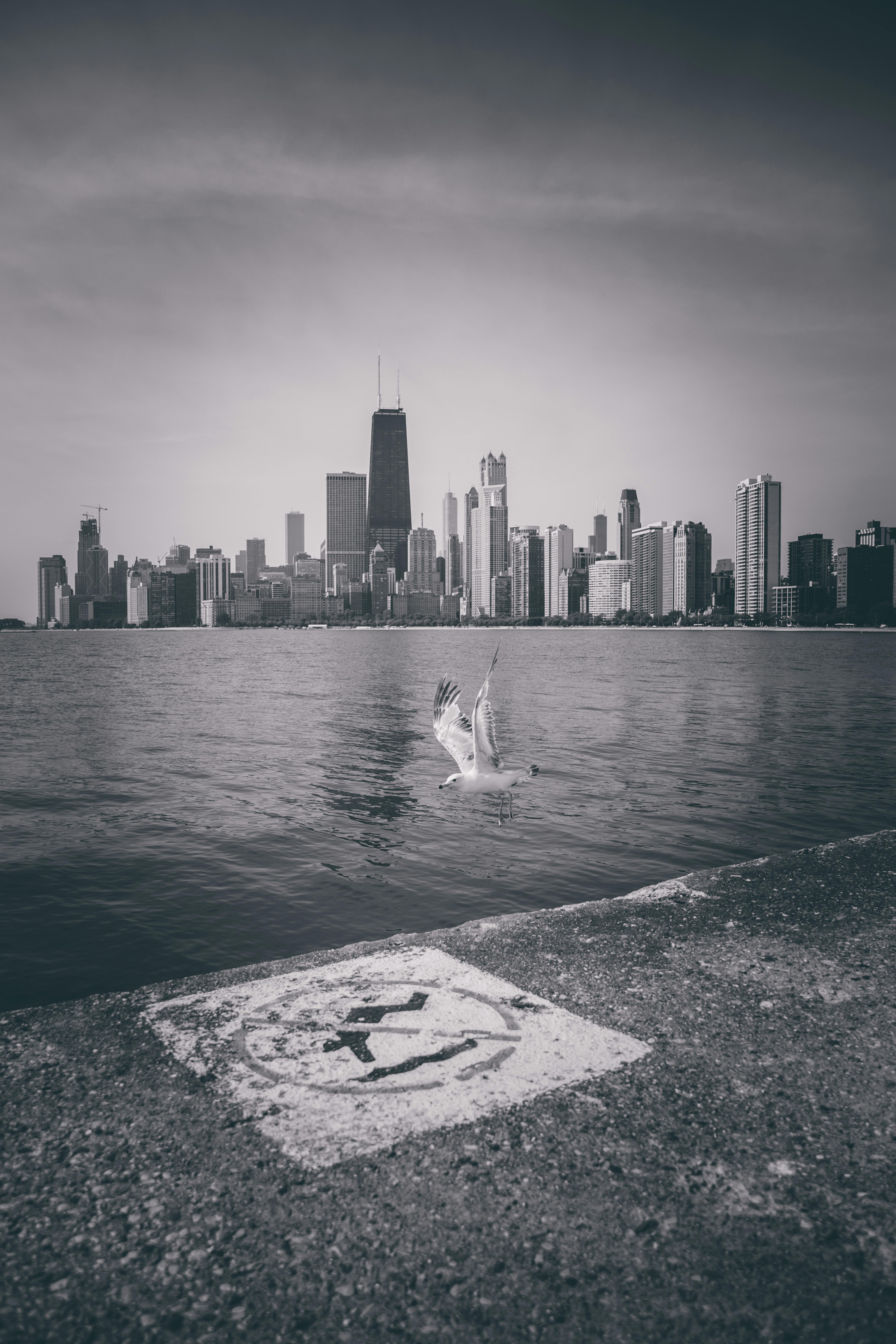 芝加哥天际线的黑白景观令人惊叹，一只海鸥飞过密歇根湖上空