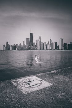 芝加哥天际线的黑白景观令人惊叹，一只海鸥飞过密歇根湖上空