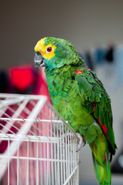 Papagaio Verde Empoleirado Em Uma Gaiola De Pássaro