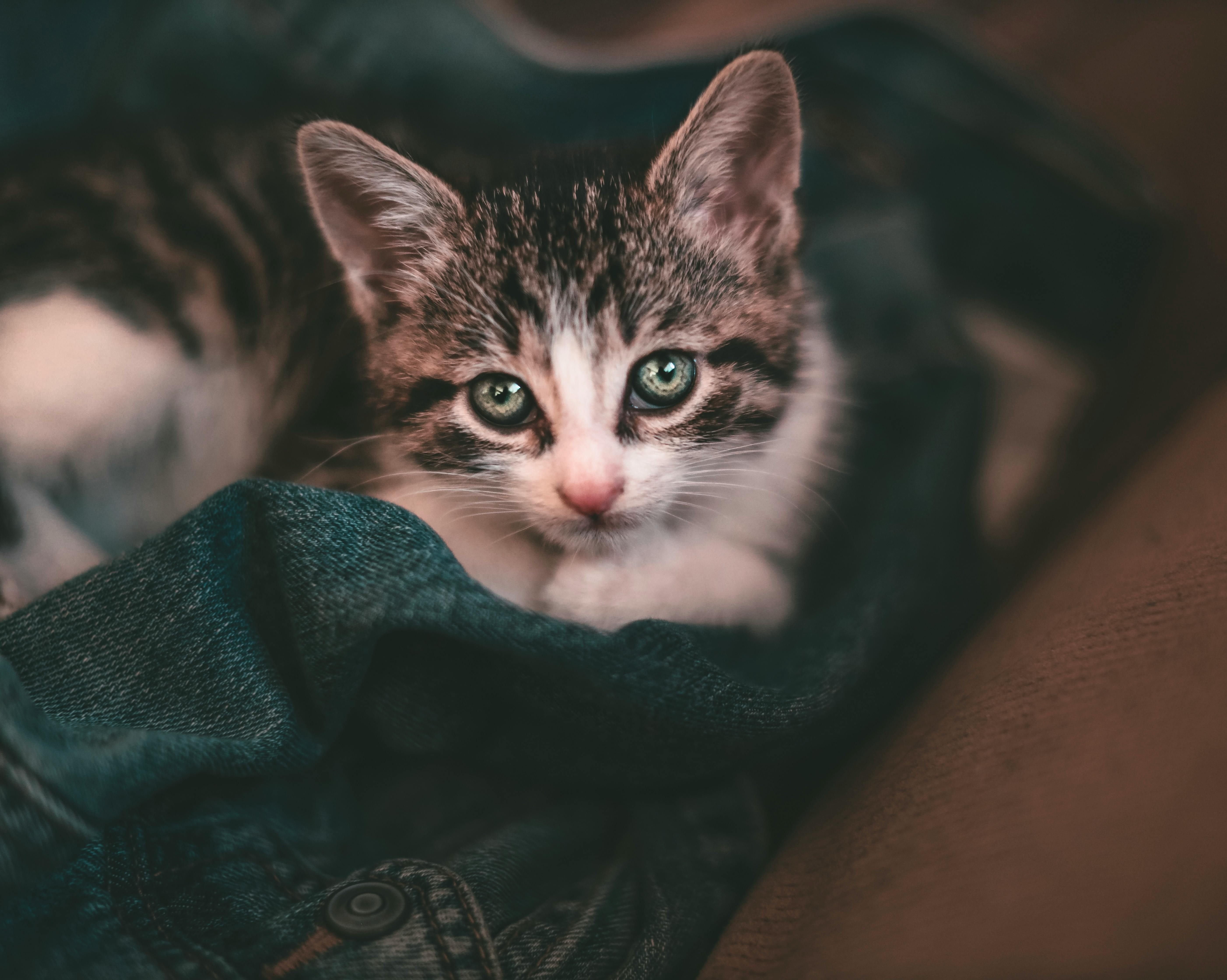 一只可爱的小猫躺在牛仔夹克上，眼睛引人注目，非常适合宠物爱好者