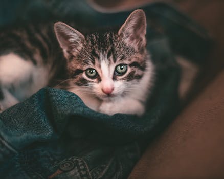 一只可爱的小猫躺在牛仔夹克上，眼睛引人注目，非常适合宠物爱好者