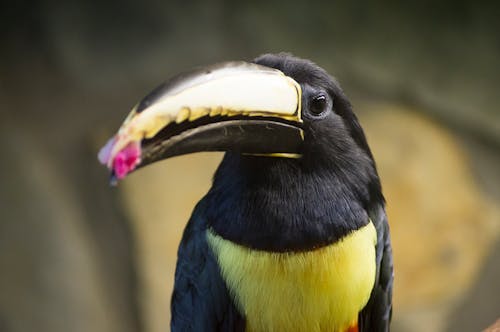 Black and Yellow Toucan Close Up Photography