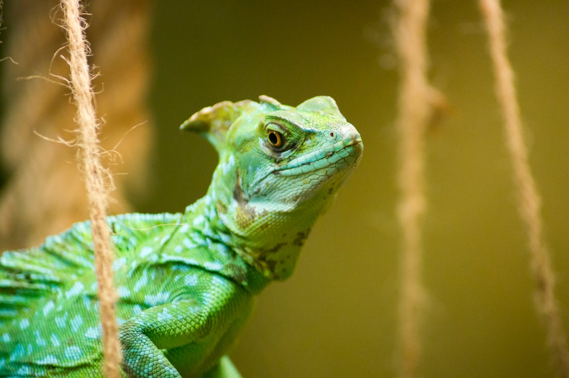 Shallow Focus Photography of Green iguana
