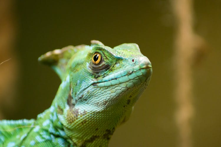 Green Lizard