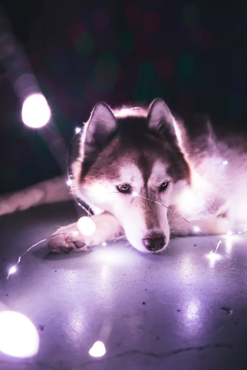 Free stock photo of dog, husky, low light