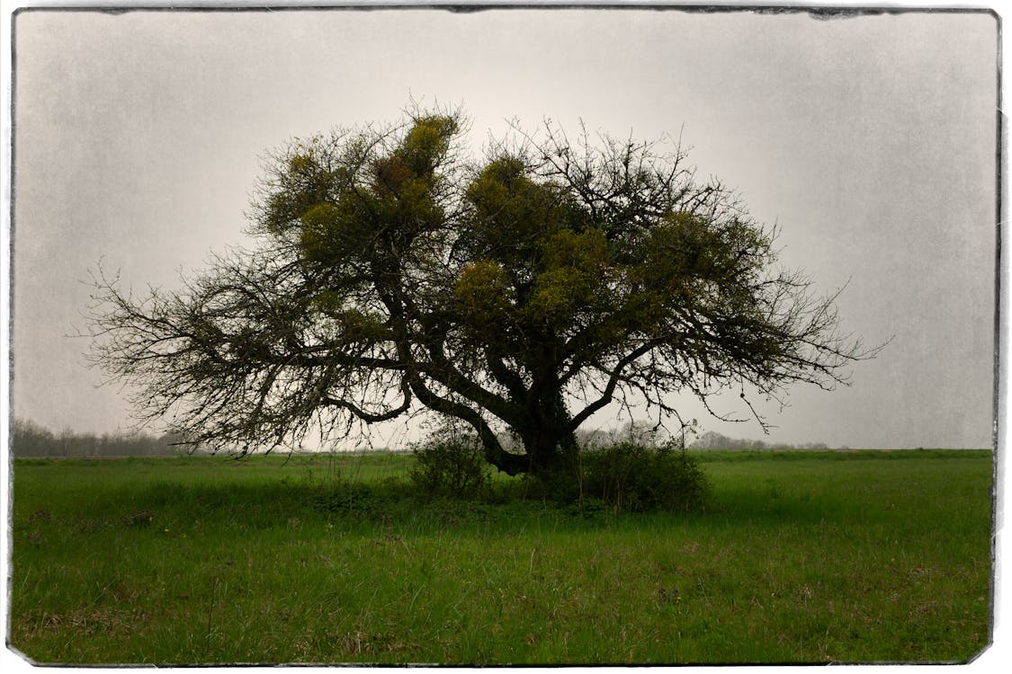 Free stock photo of lonely tree, sad tree, single tree