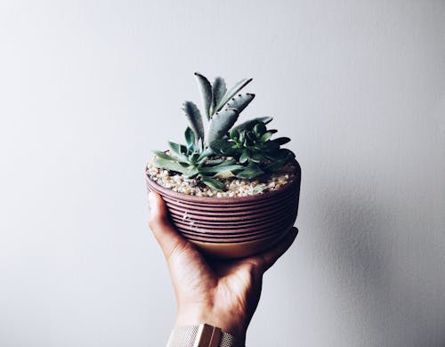 Person Holding Potted Plant