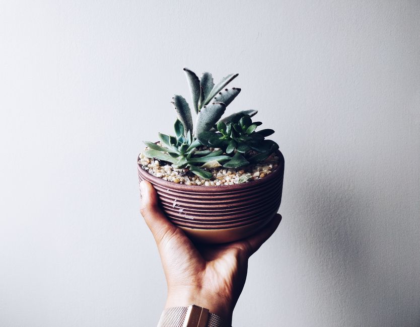 succulent plant arrangements for office desks