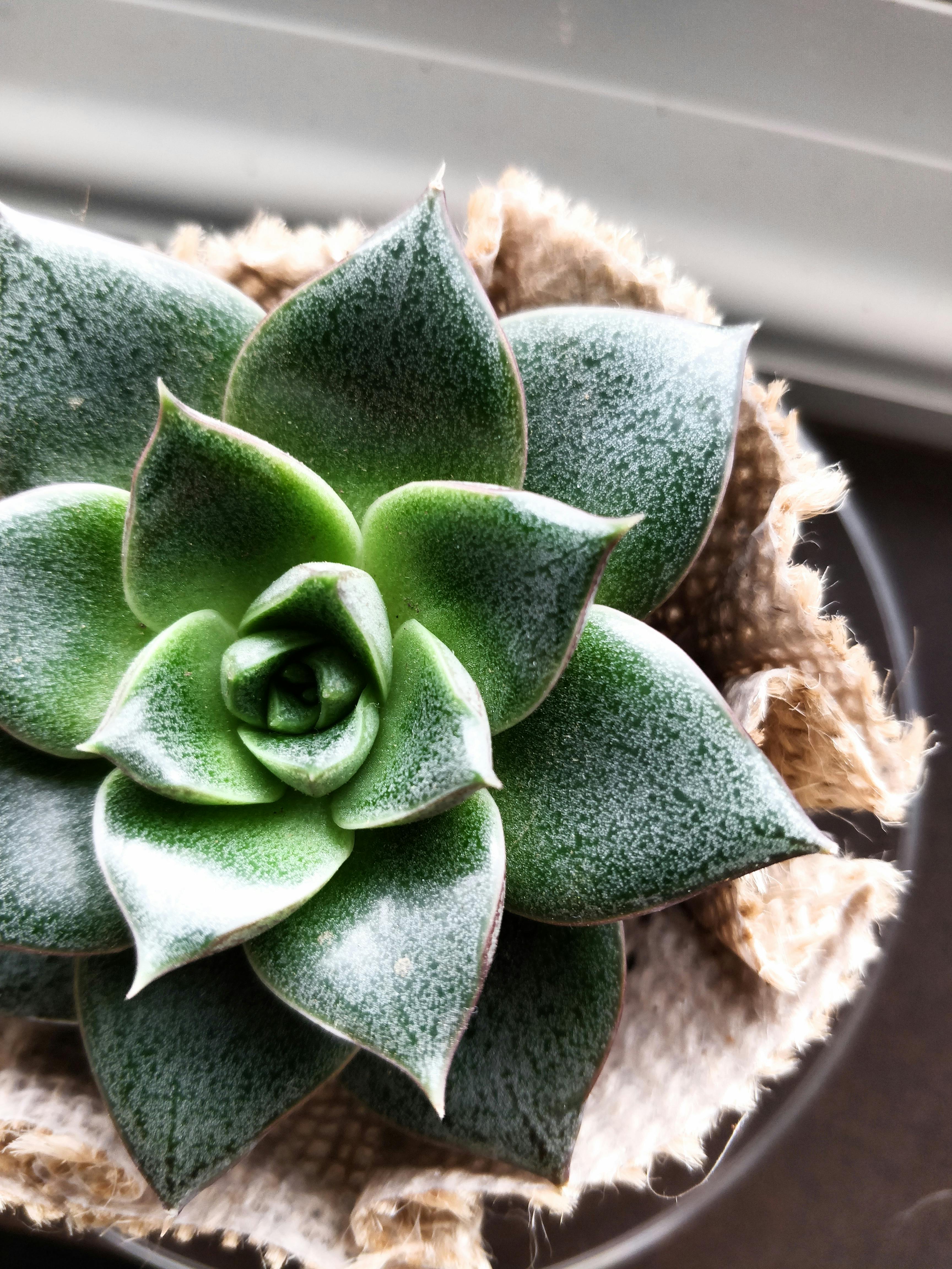 Plantes Succulentes Vertes Sur Des Pots \u00b7 Photo gratuite