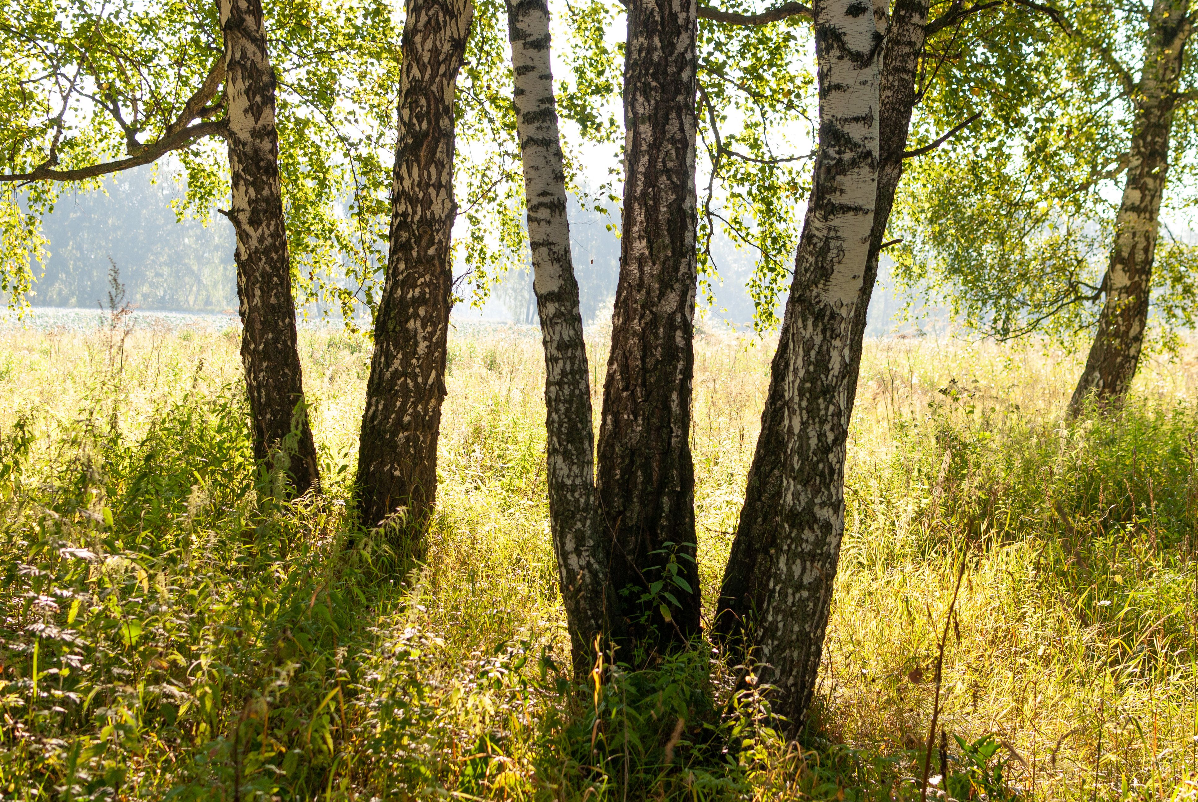 Beautiful birch trees in a sunlit meadow, capturing the essence of summer tranquility.