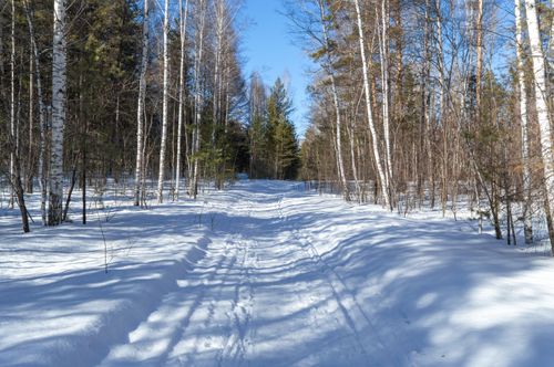 Free Snow-covered path in a peaceful winter forest with birch and conifer trees under a clear blue sky. Stock Photo