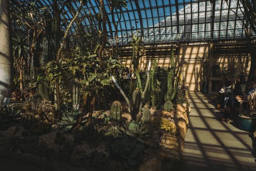 Cacti in Greenhouse