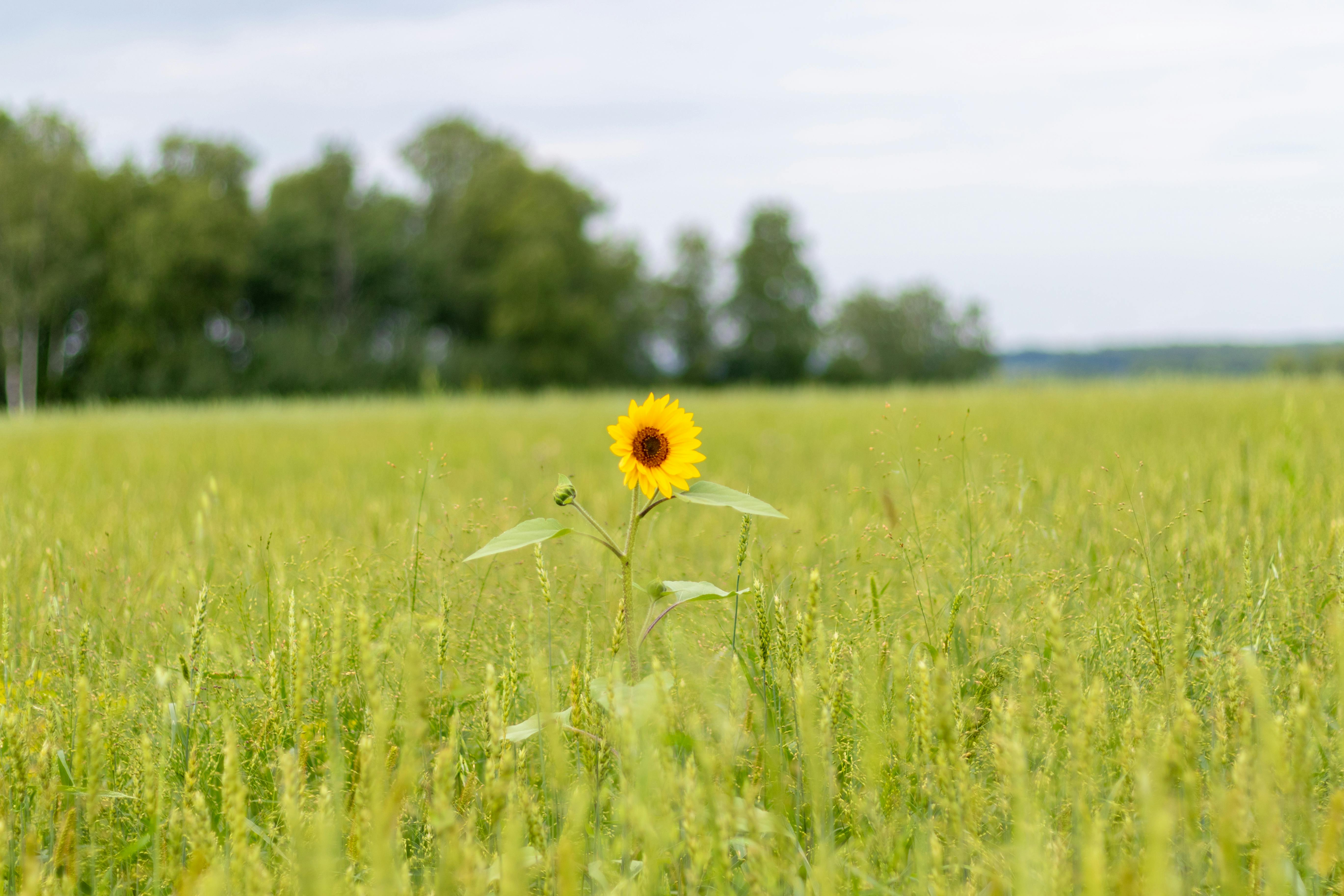 A lone sunflower in a field of green grass