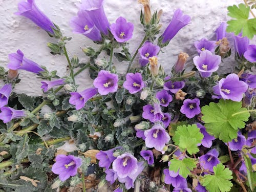 Бесплатное стоковое фото с белый, весна, греческий