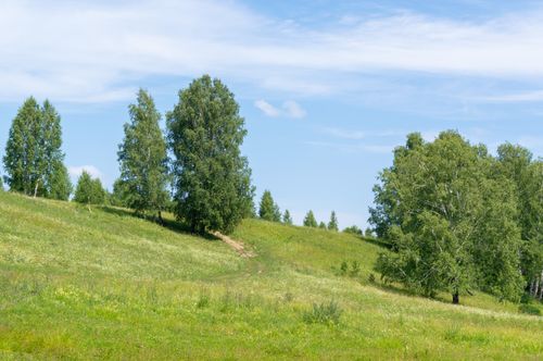 Free A picturesque rural landscape with a grassy path winding through vibrant green fields and scattered trees under a clear blue sky. Stock Photo