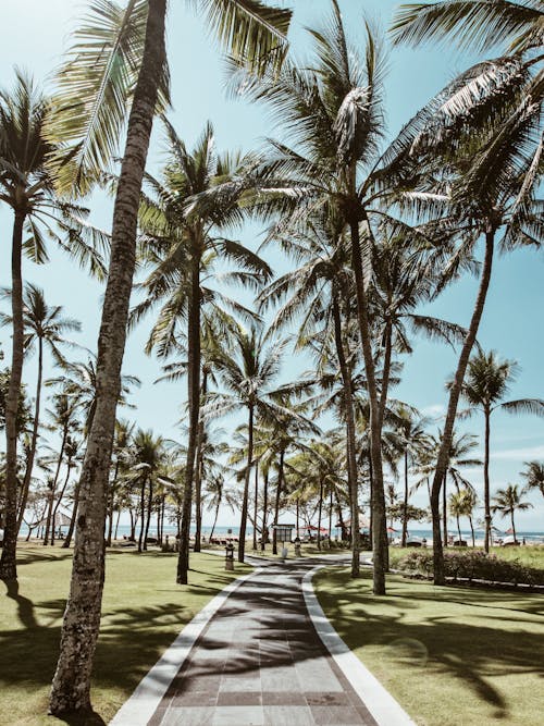 Základová fotografie zdarma na téma cesta, kokosové palmy, letovisko