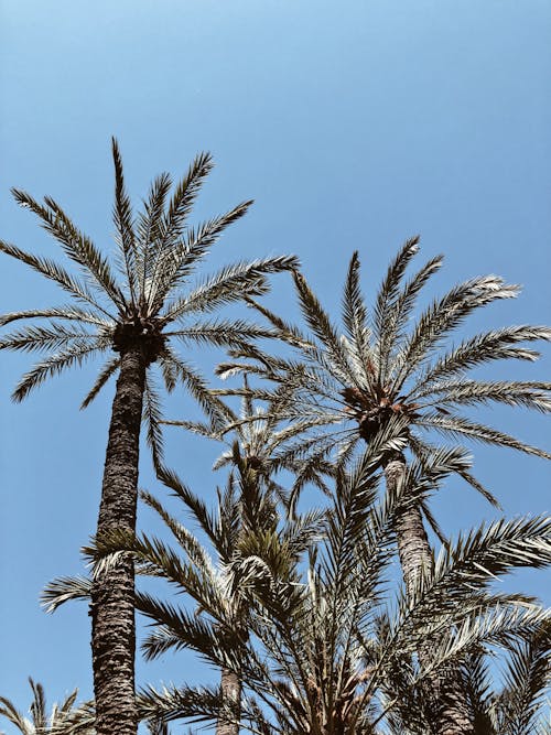 免費 藍藍的天空下的綠色棕櫚樹 圖庫相片