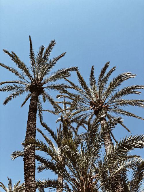Free Tall palm trees reach into a clear blue sky on a sunny day, evoking tropical vibes. Stock Photo