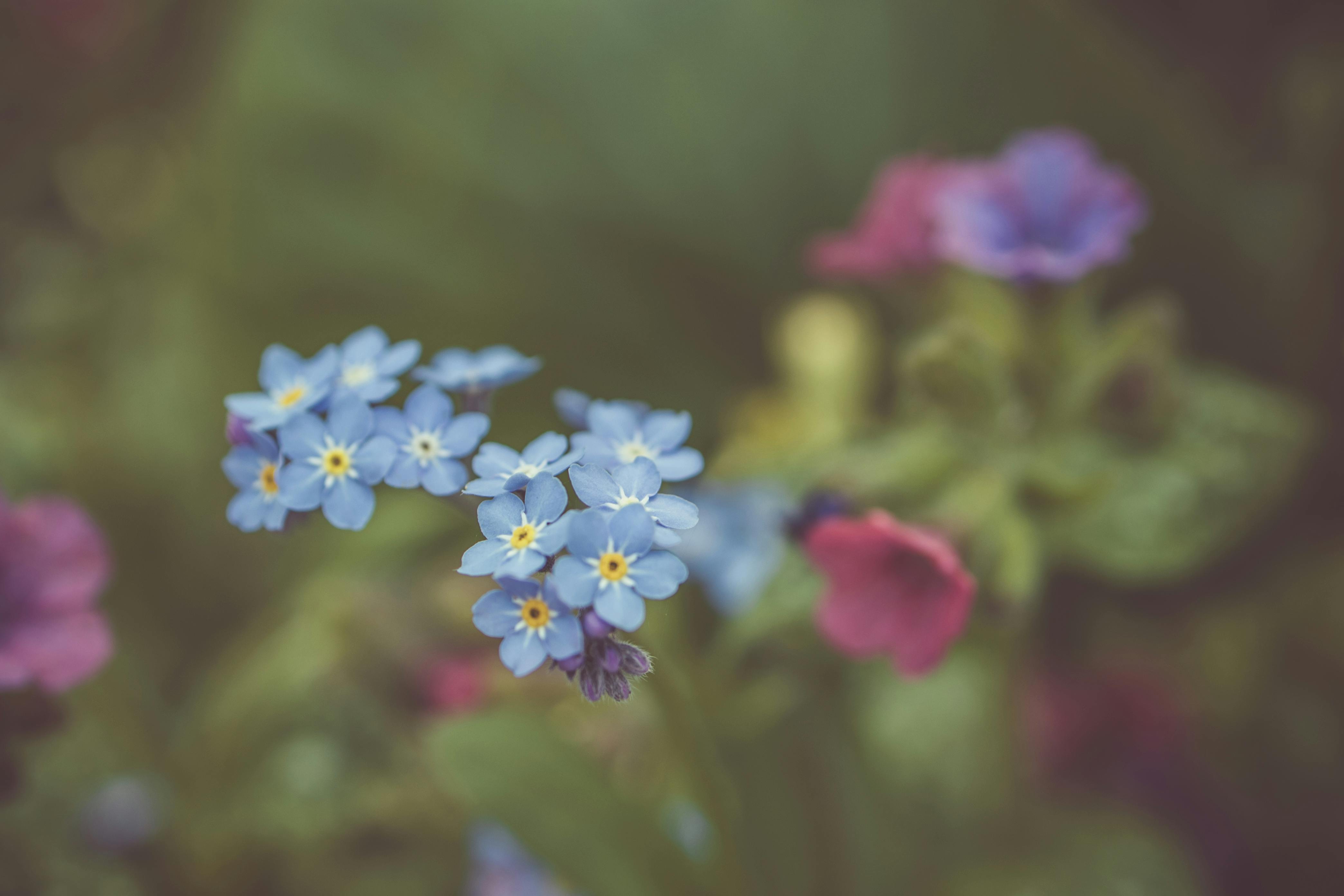 blue flowers