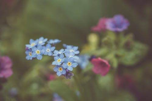 Mavi çiçekler