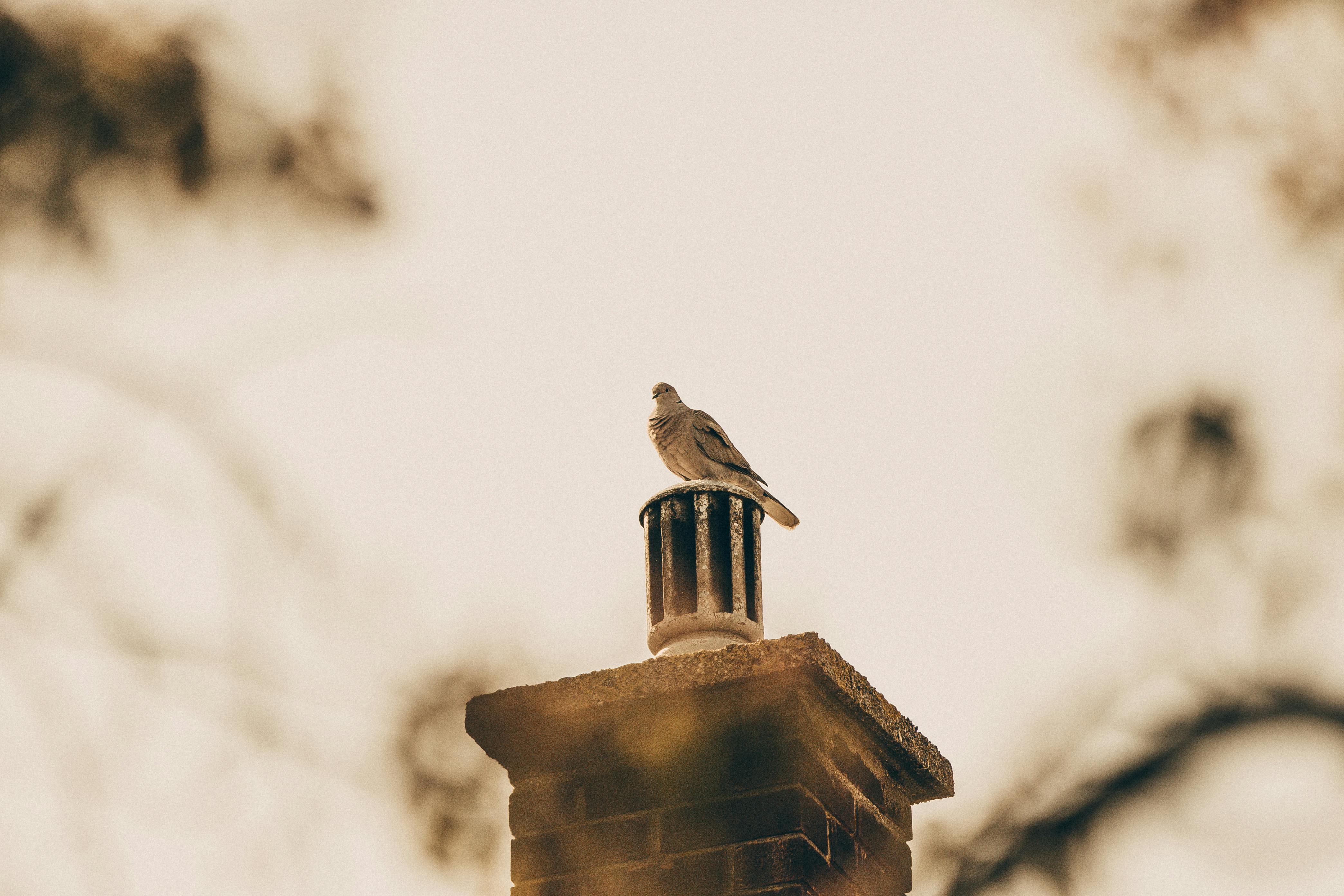 brown bird on selective focus photography