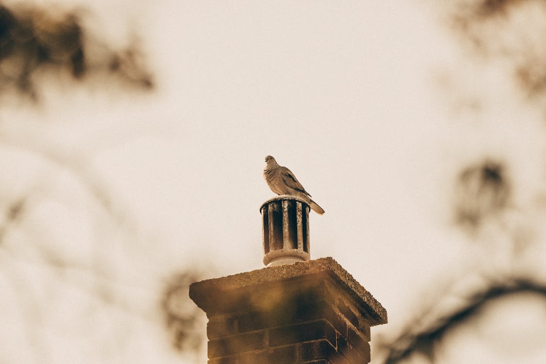 A bird sitting on top of a chimney flue.