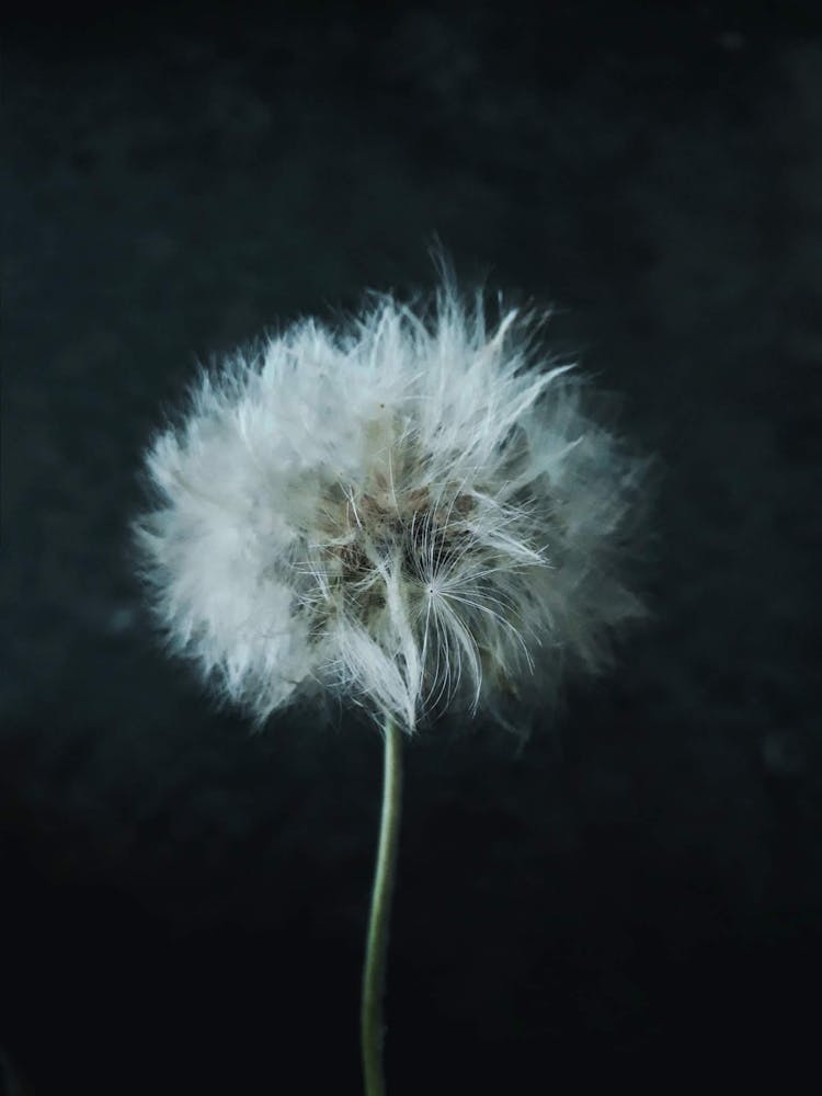 Close-Up Photo Of A White Dandelion