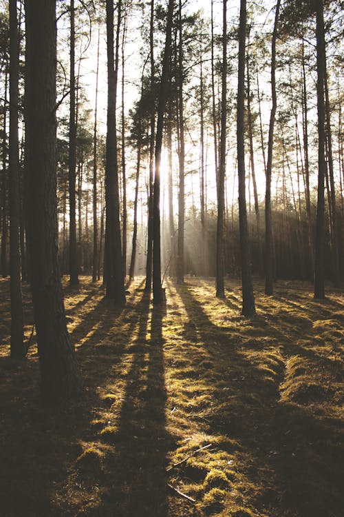 бесплатная Солнце светит в лесу Стоковое фото