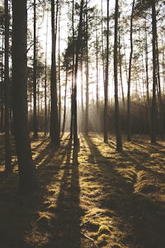 阳光透过森林中宁静的高大树木