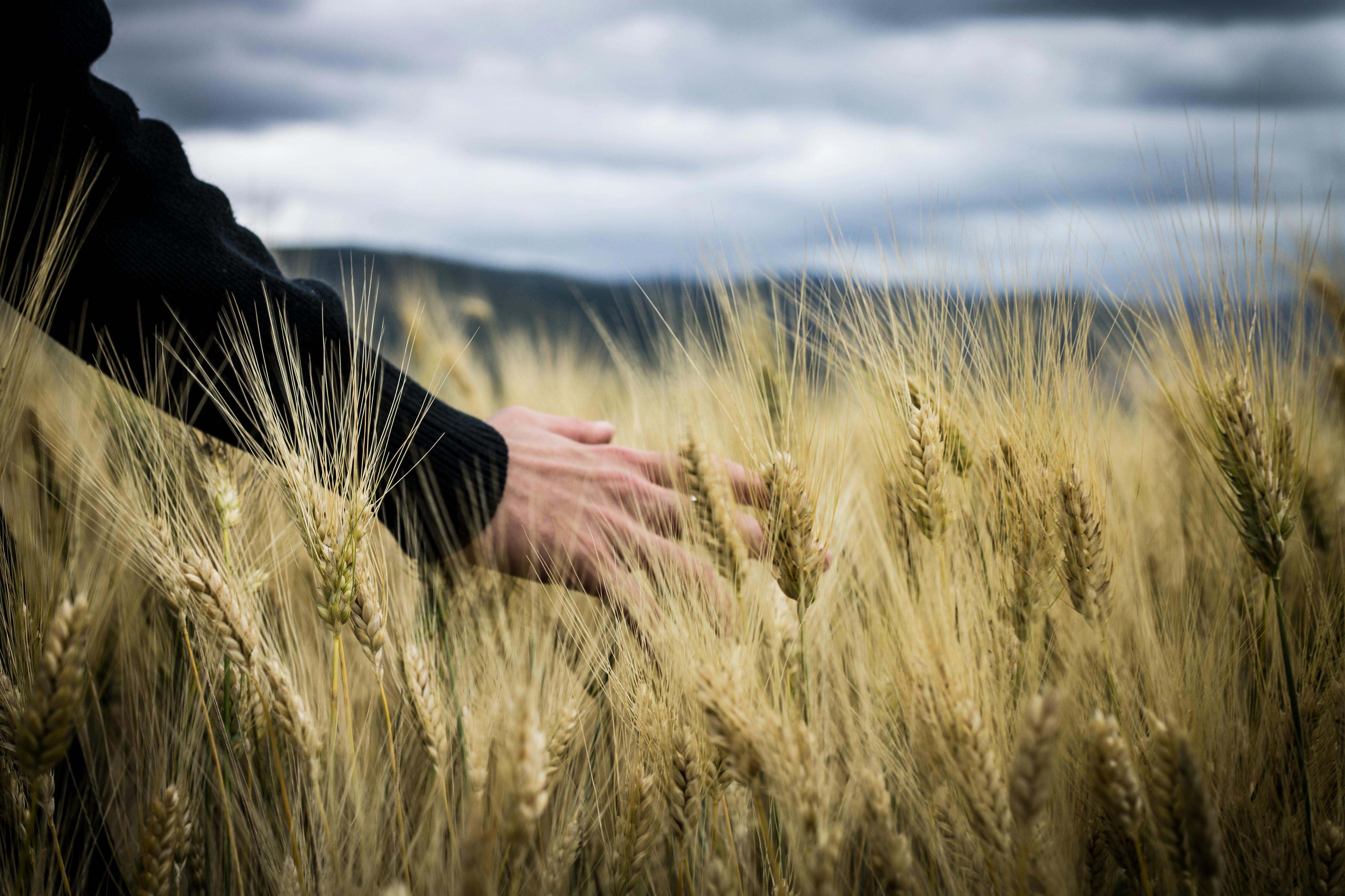 Hand touching grass stock photo. Image of stem, growing - 39121604