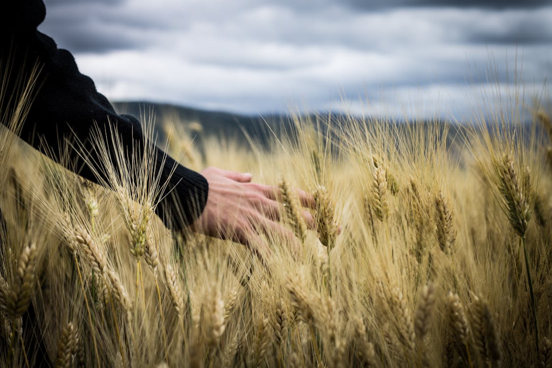 Фотография руки человека, касающейся травы пшеницы