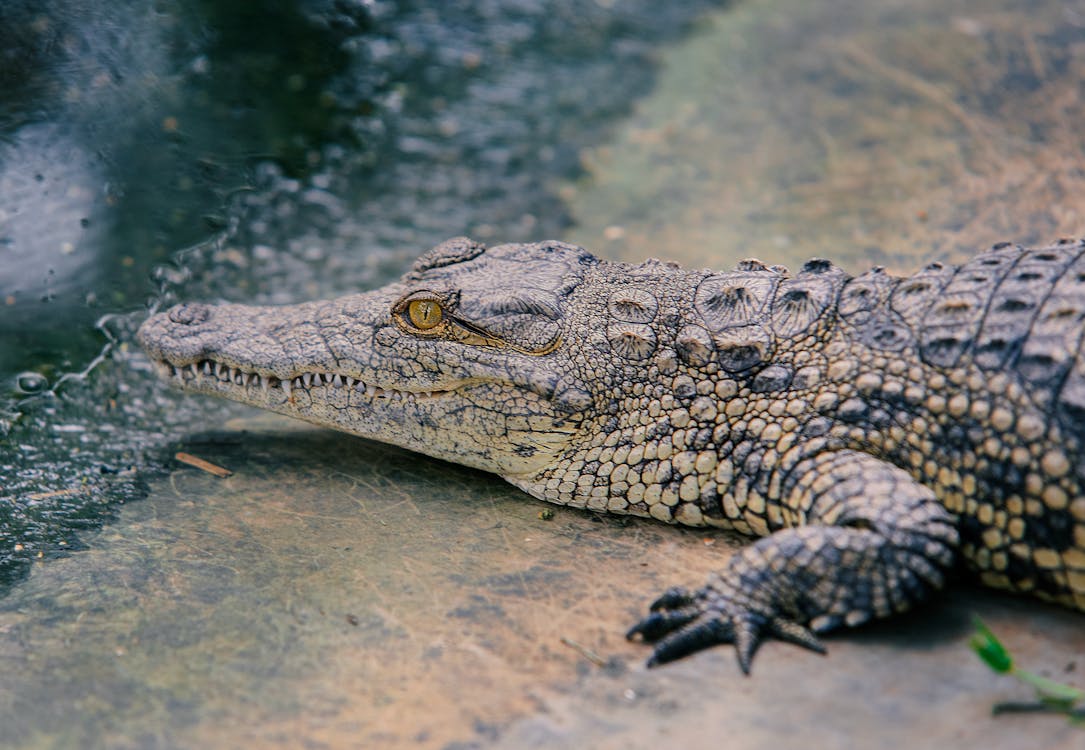 Foto Von Krokodil