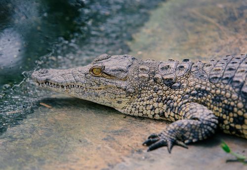Free Close-up image of a crocodile resting near water, showcasing its textured skin and natural environment. Stock Photo