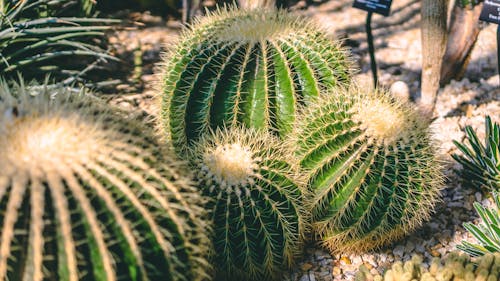Zielone Rośliny Kaktusa