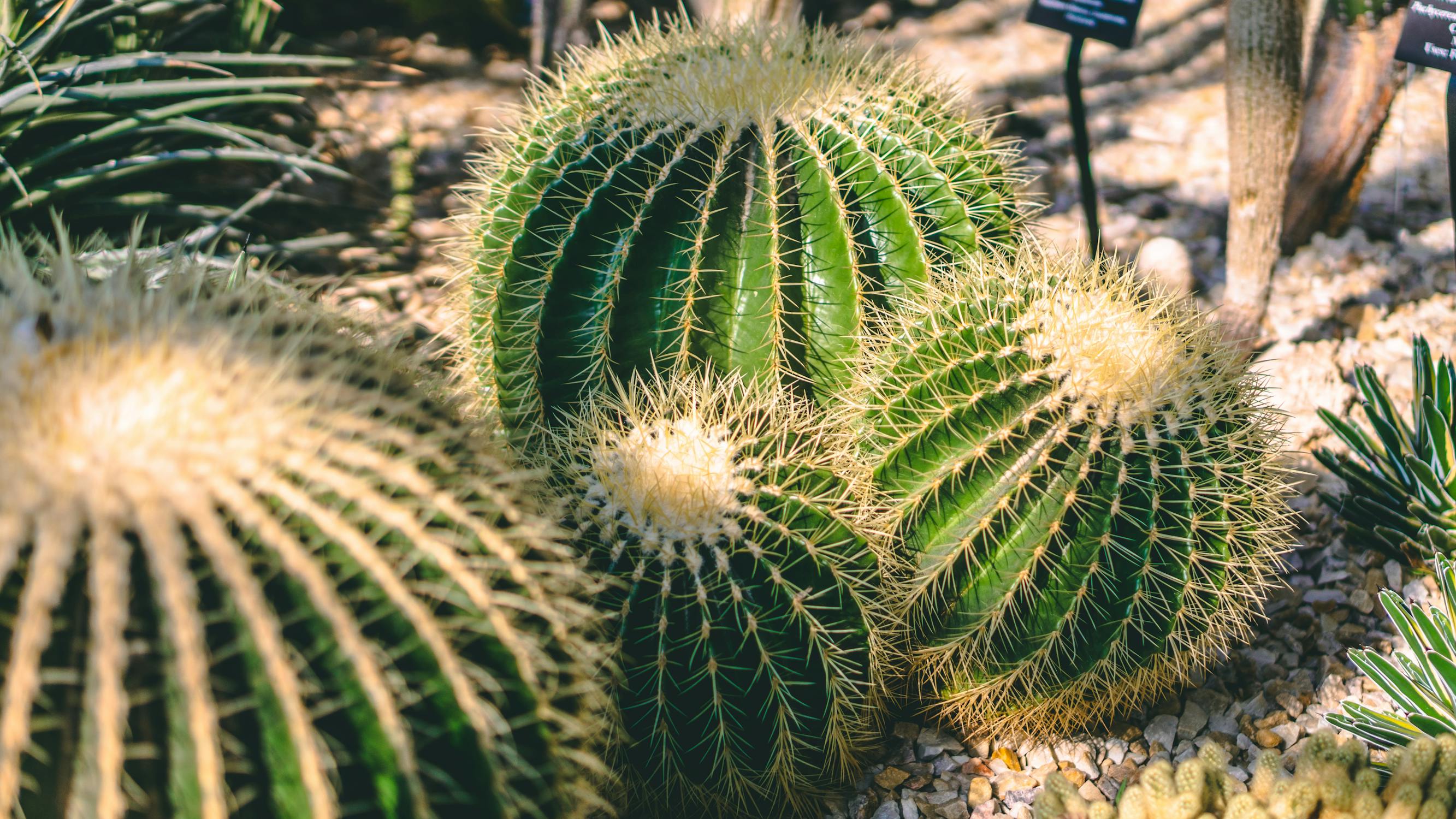 Green Cactus Plants Free Stock Photo