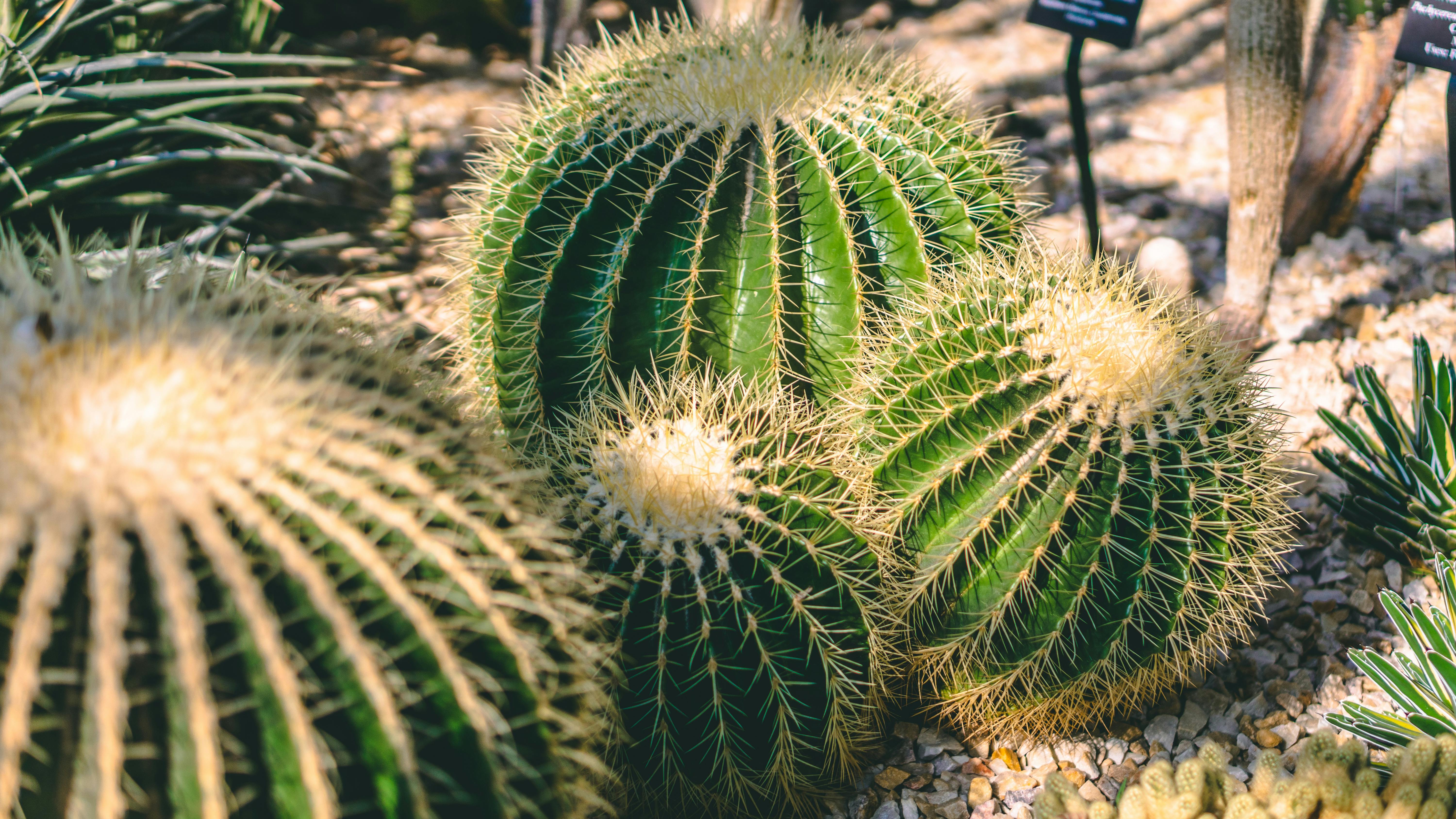 cactus plant