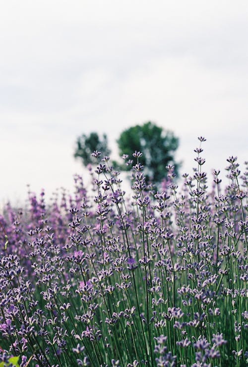 Gratis arkivbilde med åker, aromaterapi, blad