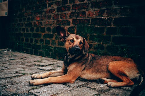 Foto Des Braunen Hundes, Der Neben Backsteinmauer Liegt