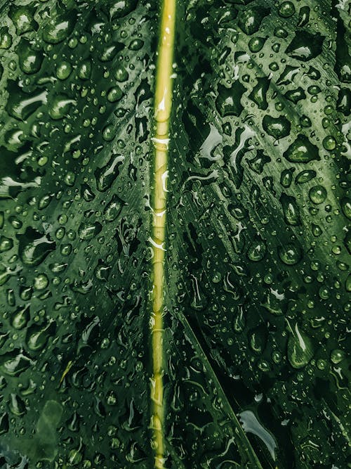 Wet Leaf